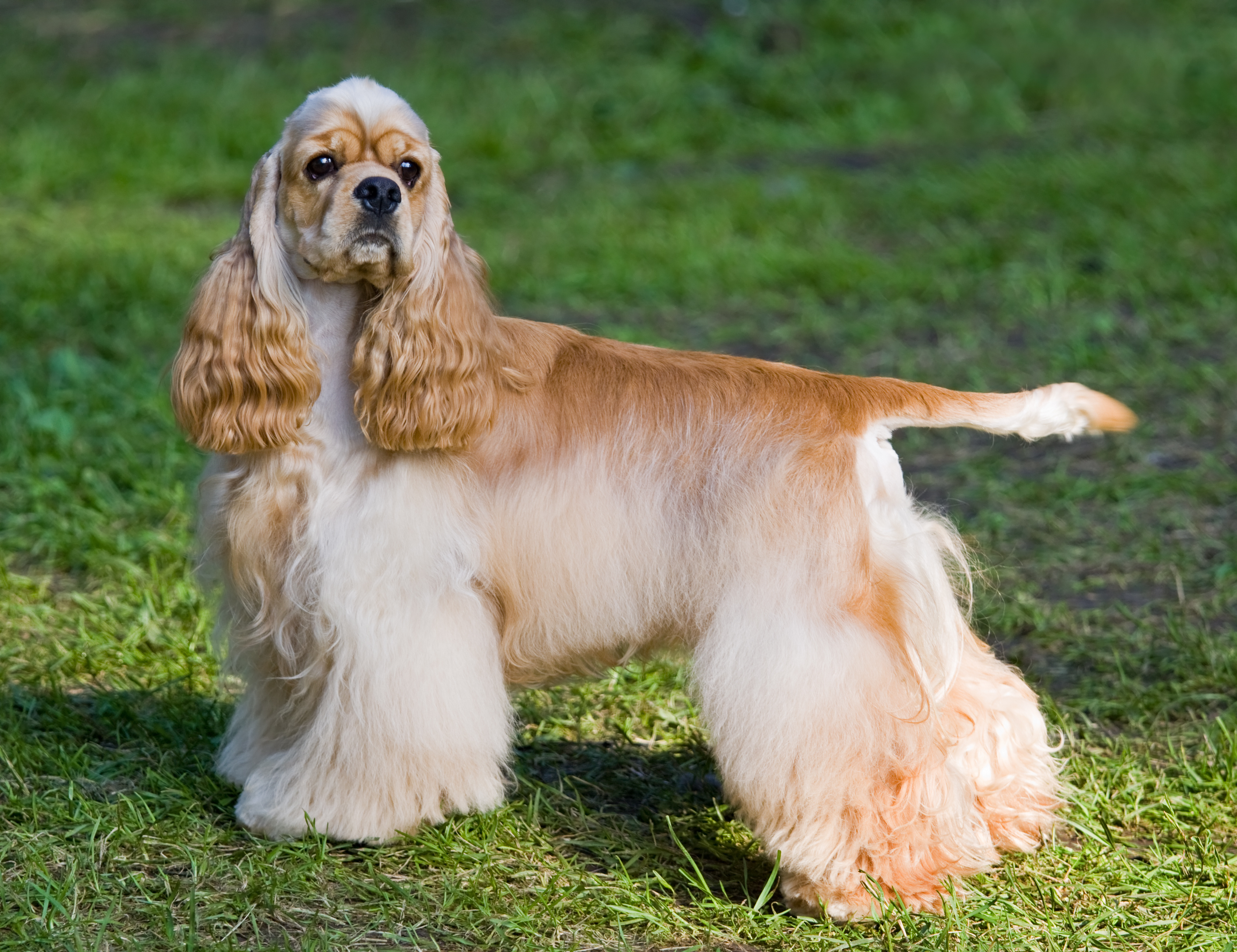 spotted cocker spaniel