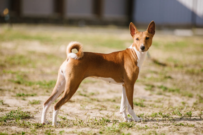 Basenji dog UK