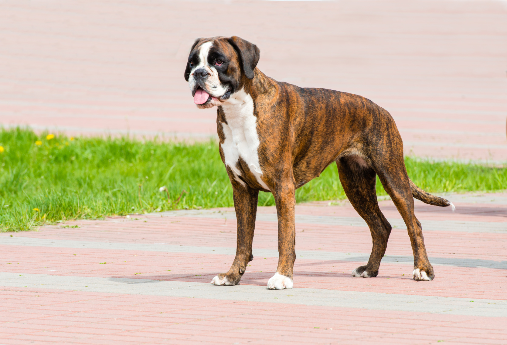 boxer dog race