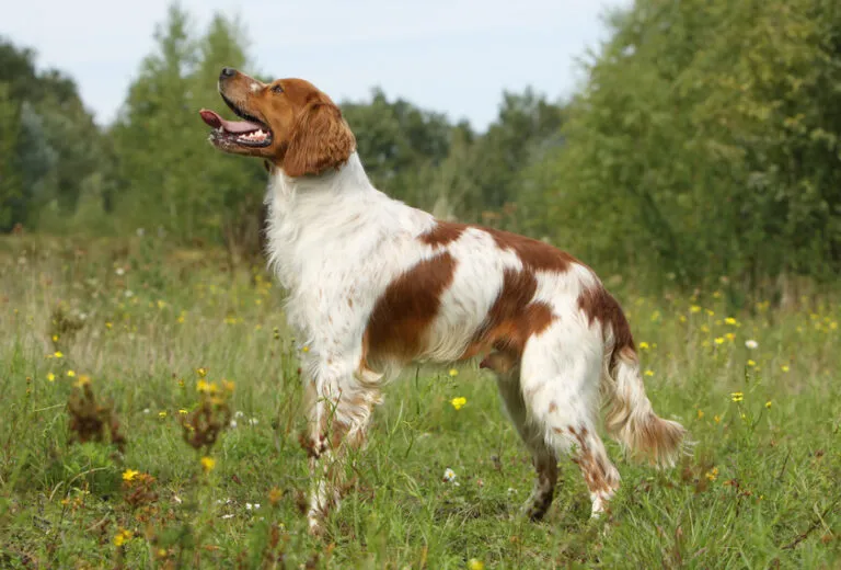 Brittany Spaniel light brown