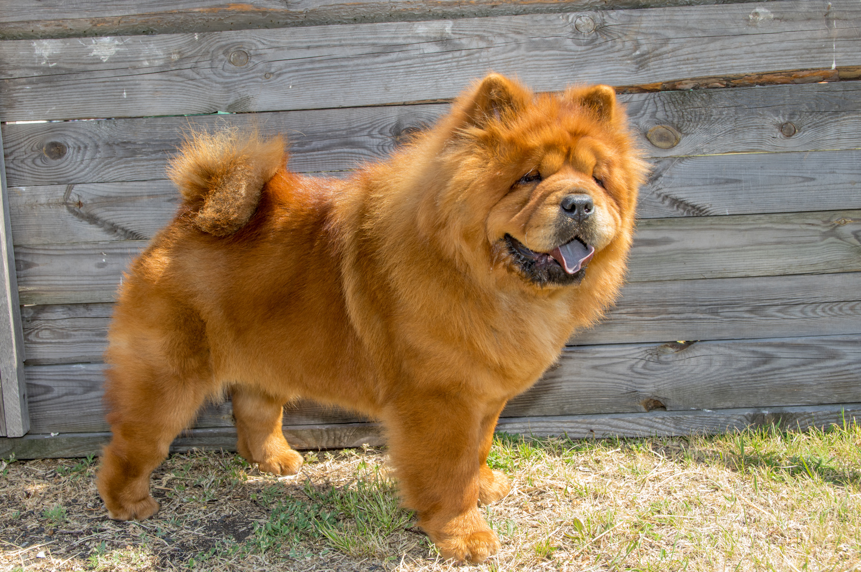 chow chow service dog