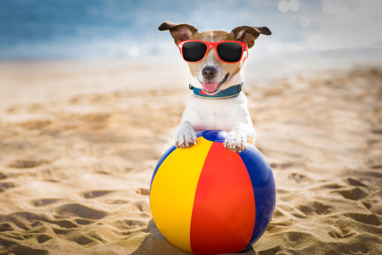 summer toys for dogs