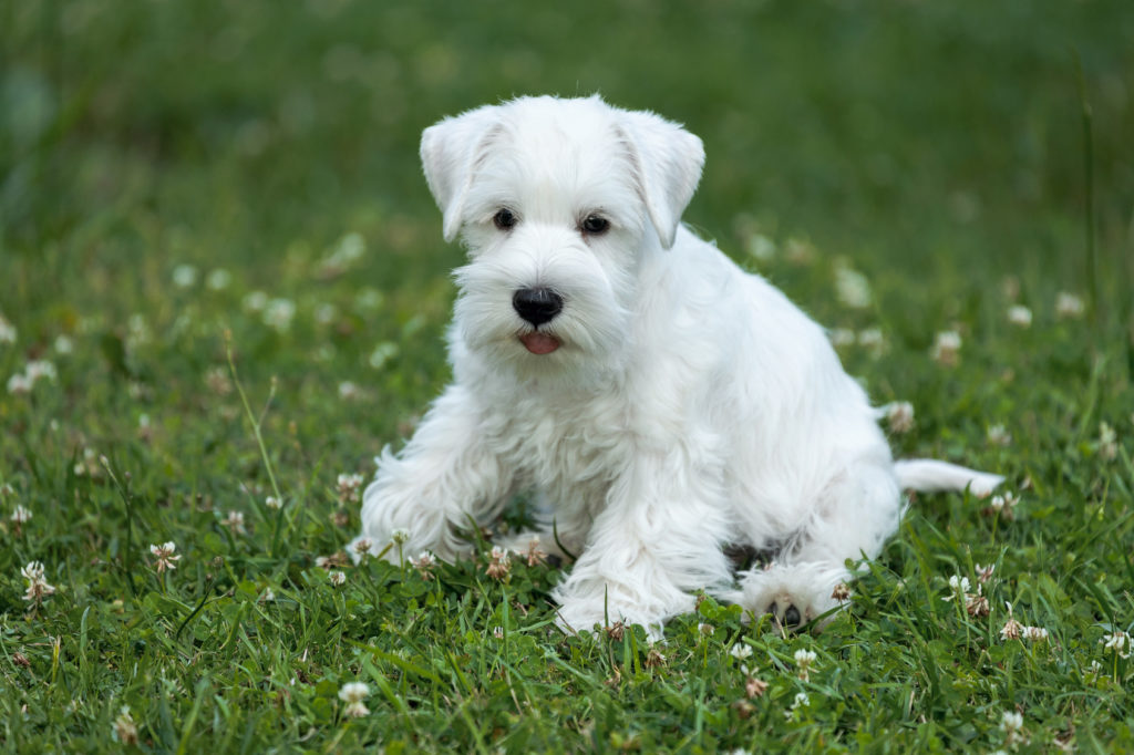 Miniature Schnauzer Puppy White