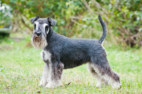 zwergschnauzer