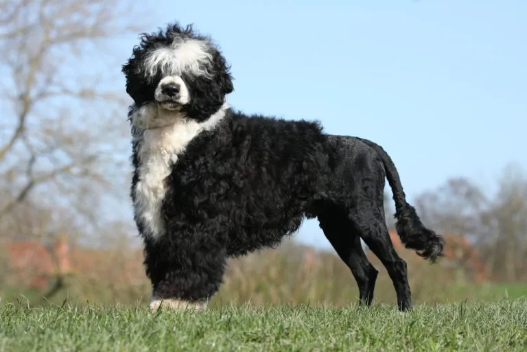 Portuguese Water Dog, a historic breed once used by fishermen for retrieving fish and rescuing sailors, known for its intelligence and agility