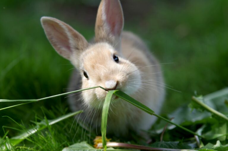 Cute rabbit in the grass