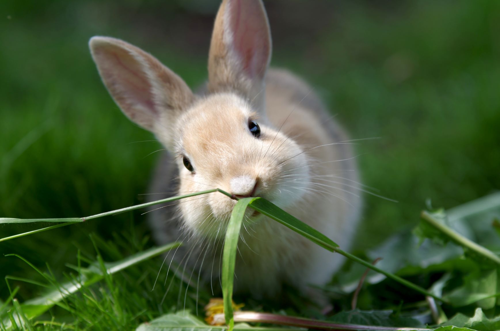 Green Food for Rodents - zooplus Magazine