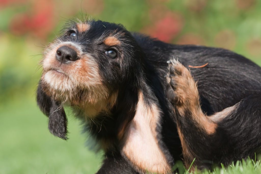 Fleas in Dogs – Itching Dog Fleas in Dogs - Itching Dog