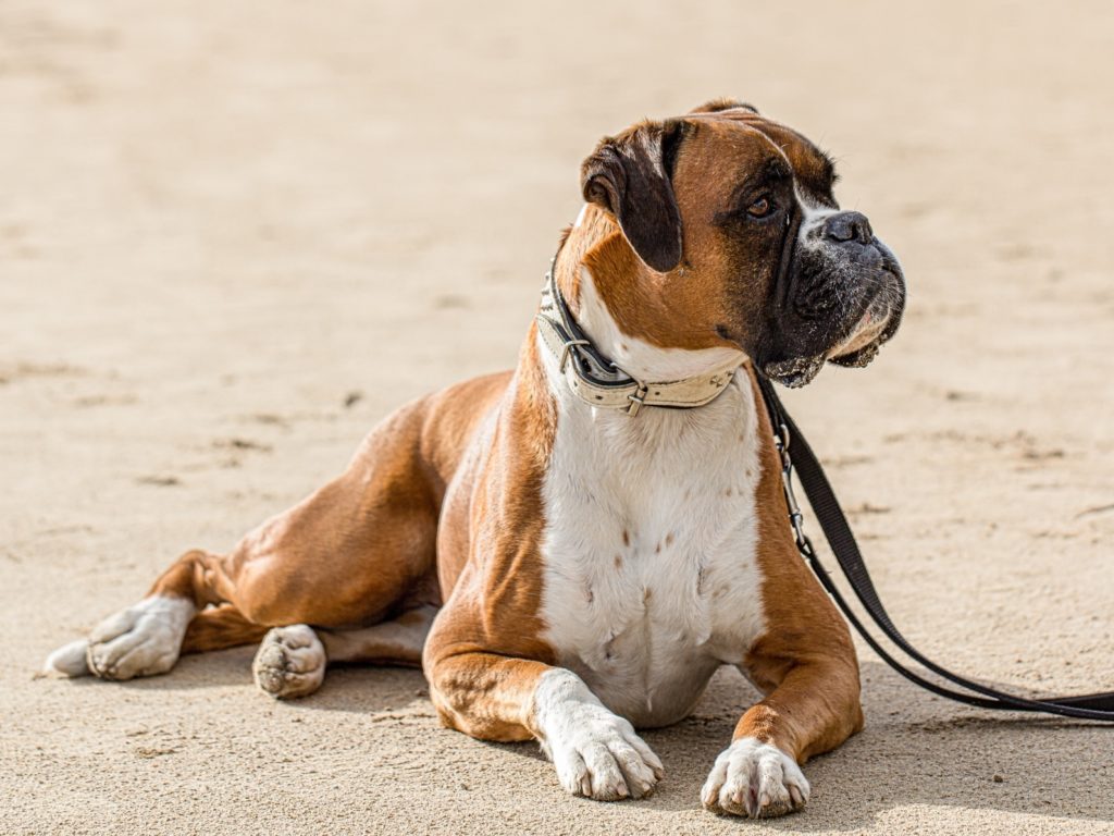 Beautiful German Boxer Dog