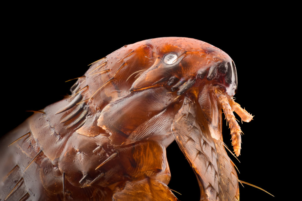 Flea magnified