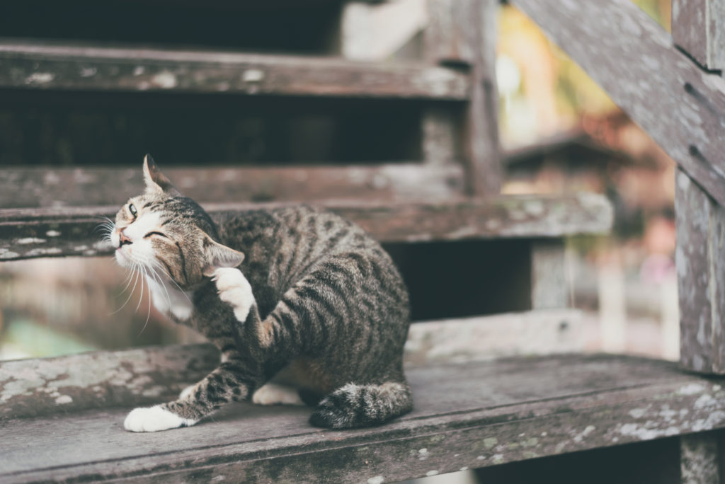 itchy cat fleas itchy cat fleas