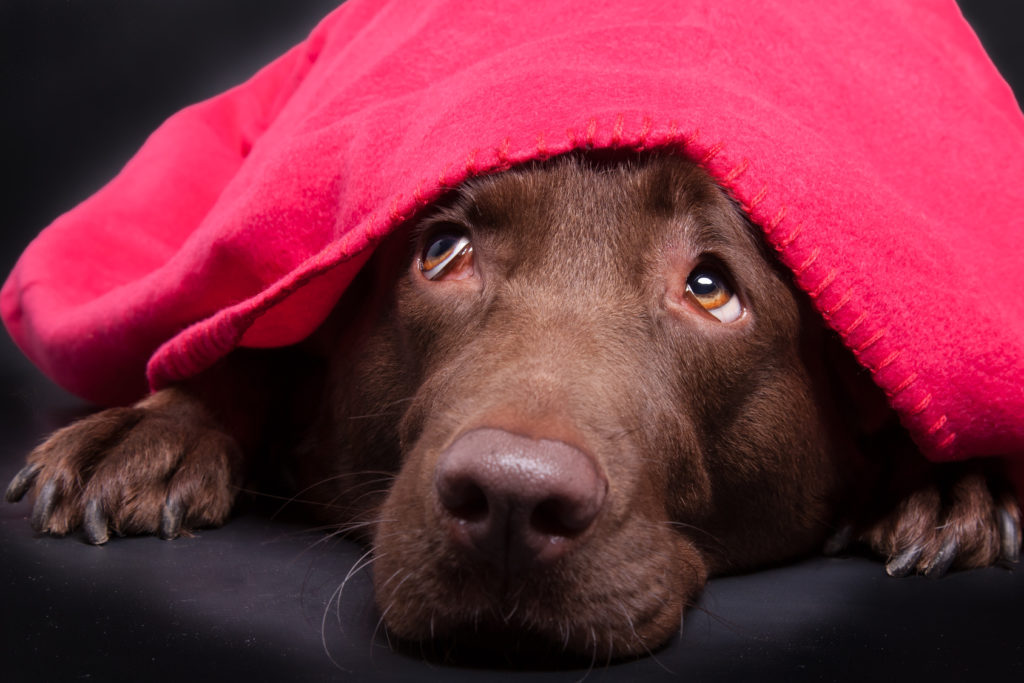 anxious dog - stressed dog