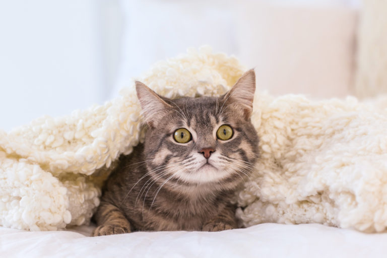 cats anxious of fireworks