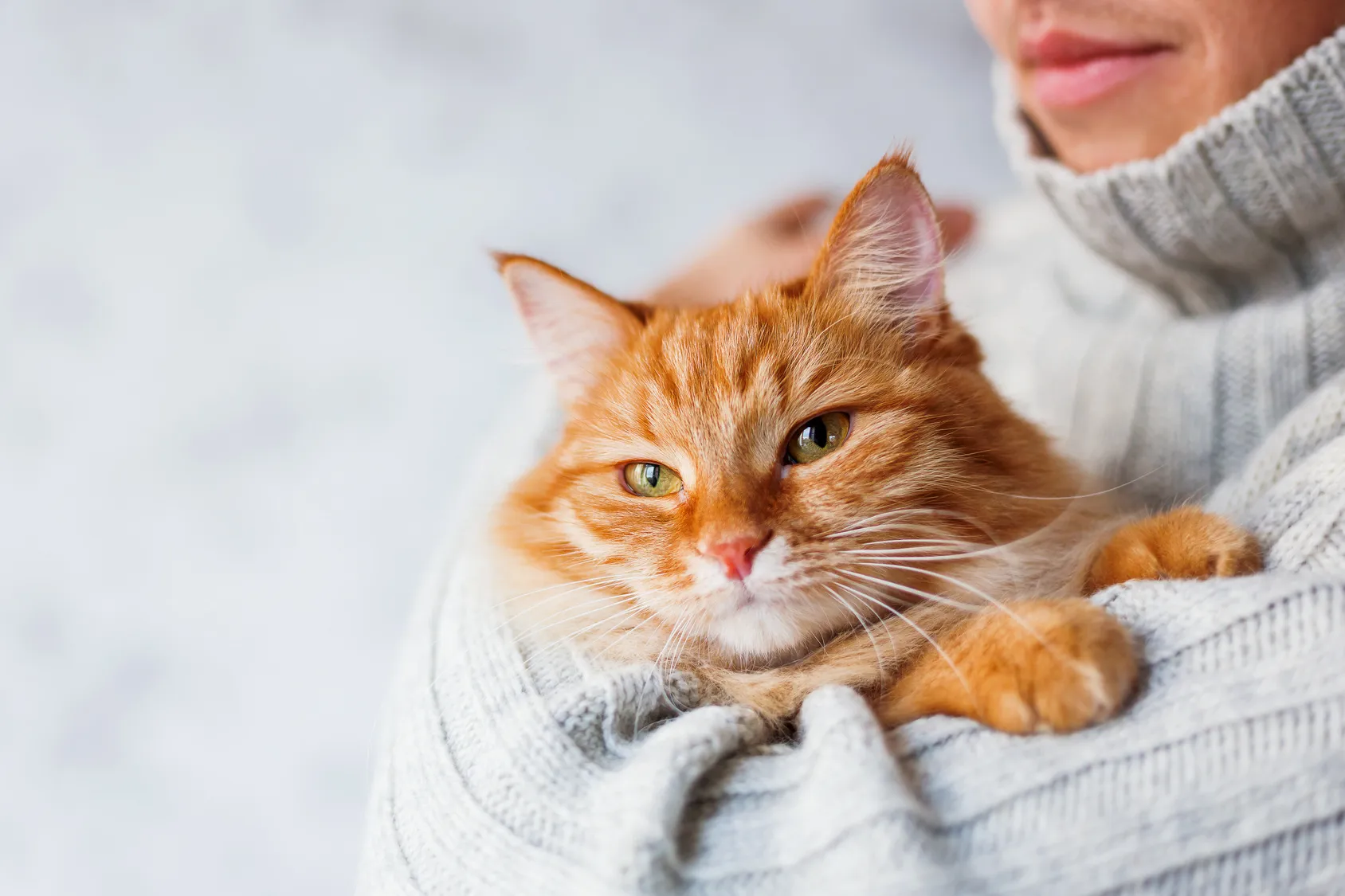 keeping cats calm relaxed