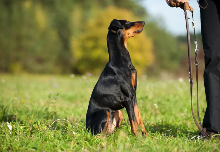 Dominant dog.