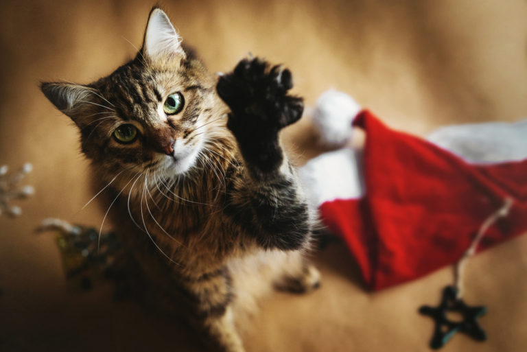 Christmas and Cats