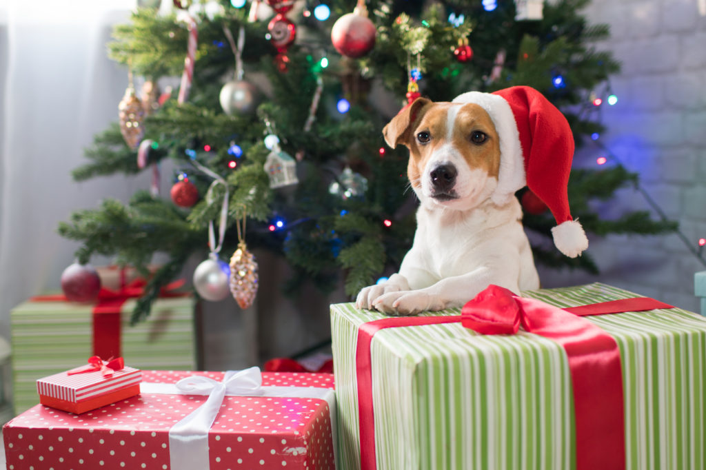 Dog with Christmas presents - Jack Russell