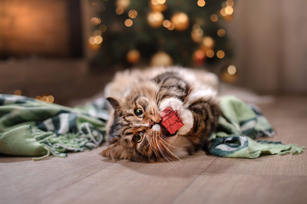 Cat plays with Christmas gift
