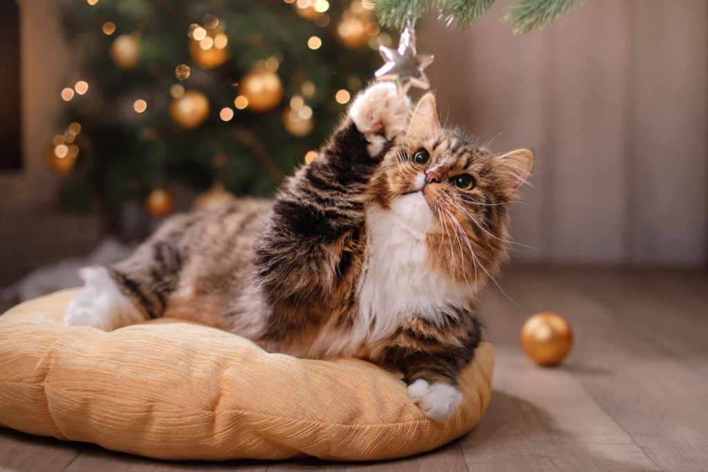 Cat plays with Christmas tree