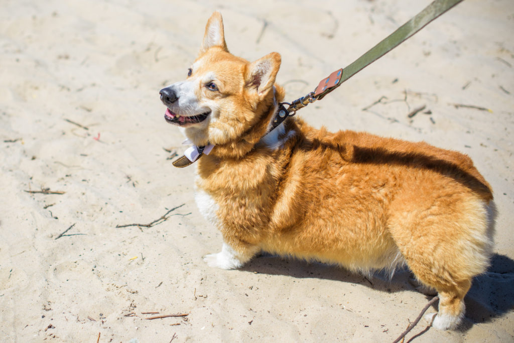 dog equipment for walks