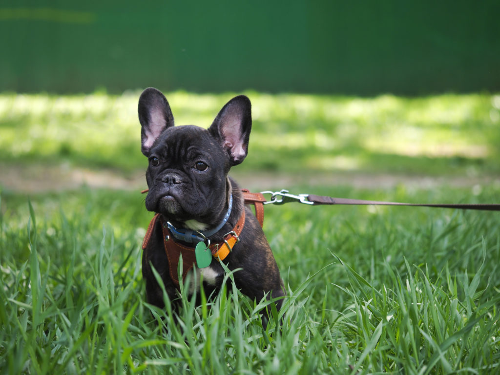 changing from dog harness to dog collar