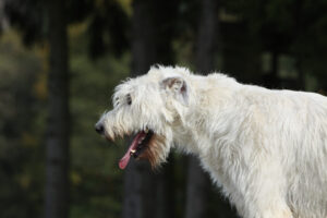 Dog Coughing: Causes and Treatment