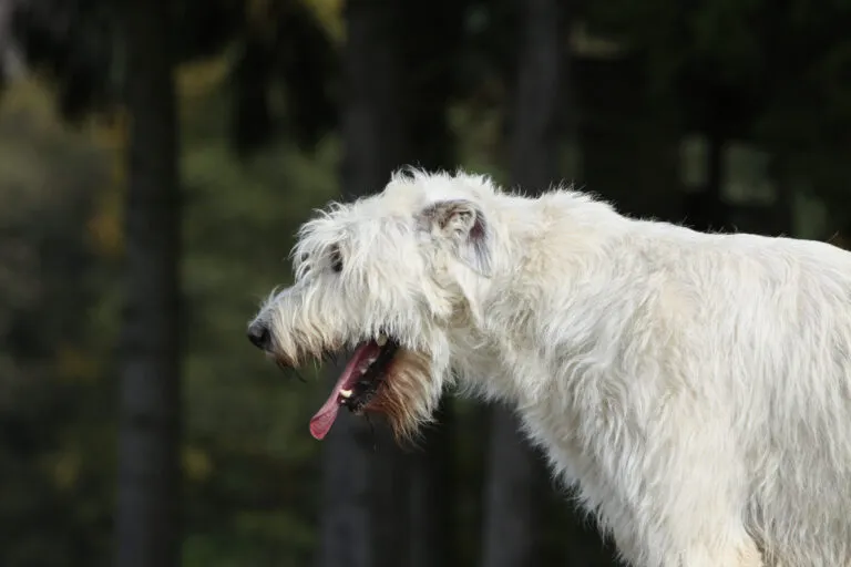 Dog coughing in cold air