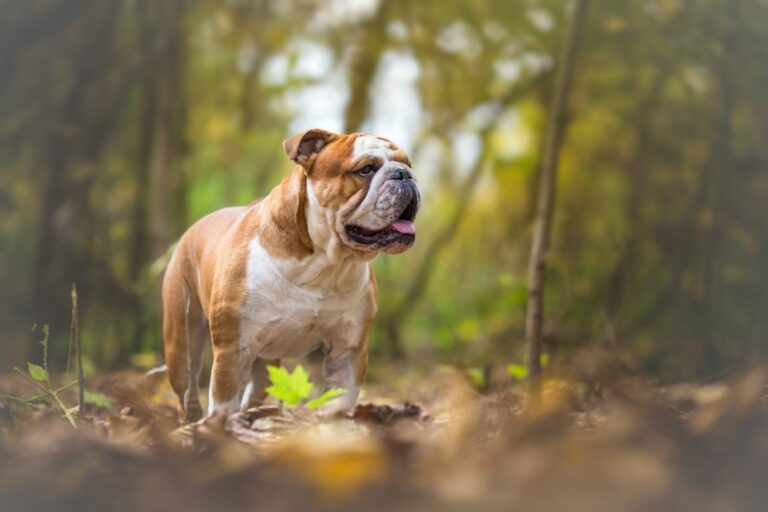 English Bulldog in forest