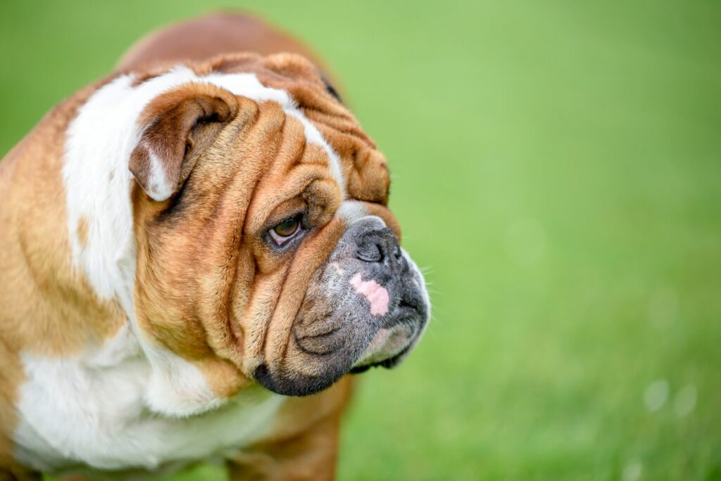 Wrinkly English Bulldog
