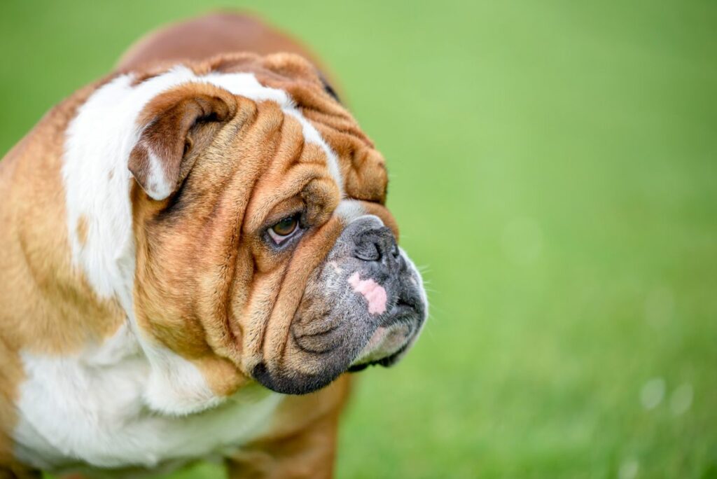 English Bulldog, Breed Info and Advice