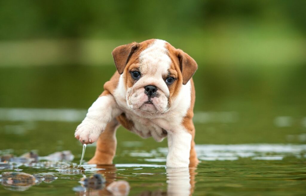 English bulldog puppy