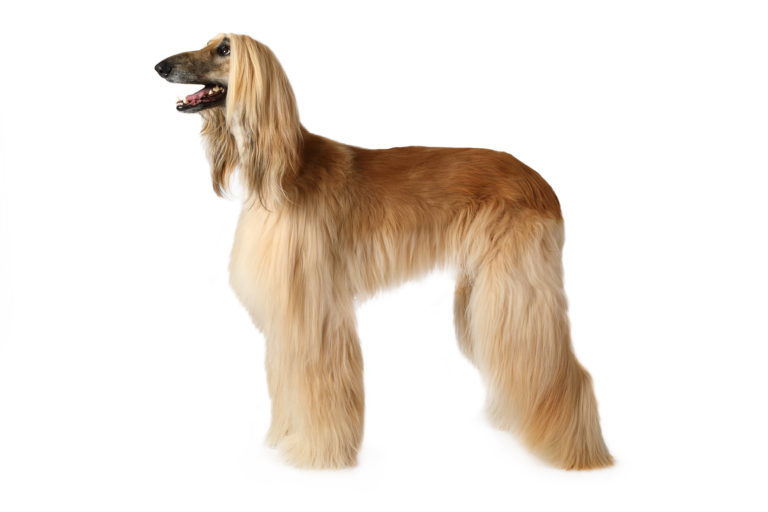 Purebred Afghan hound dog