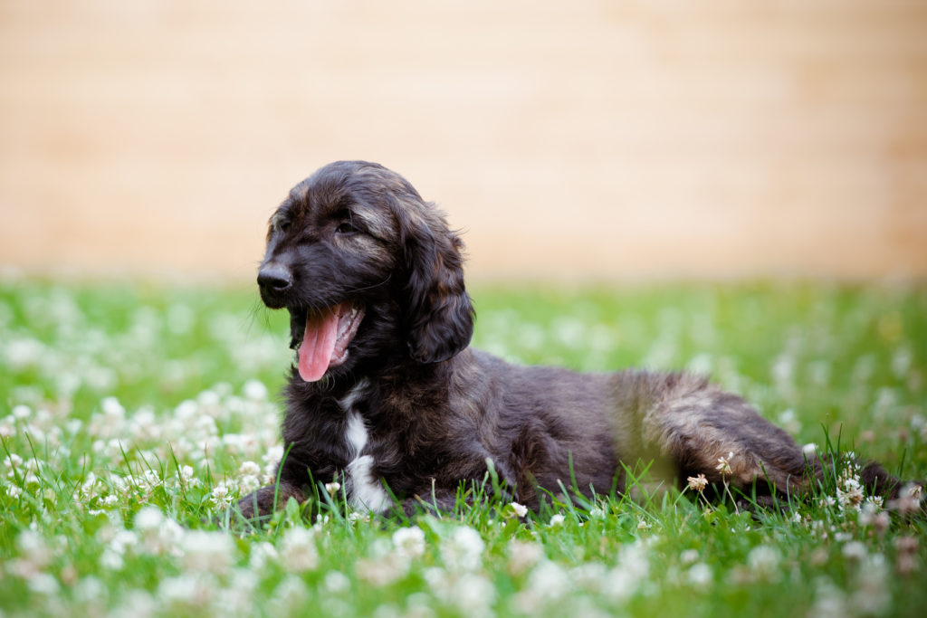 adorable afghan puppy outdoors in spring