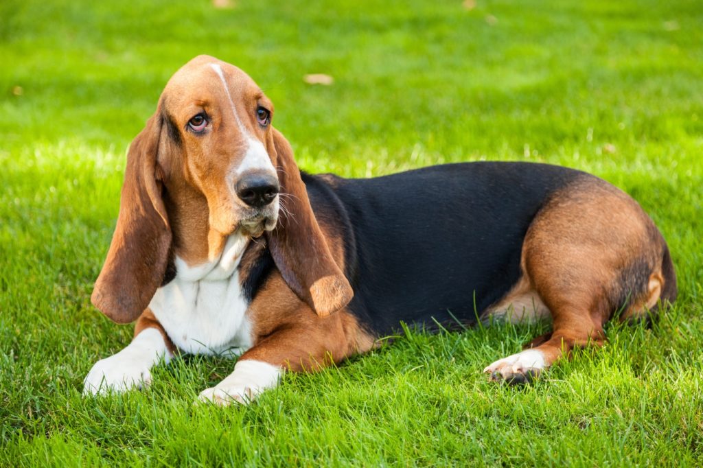 basset hunter