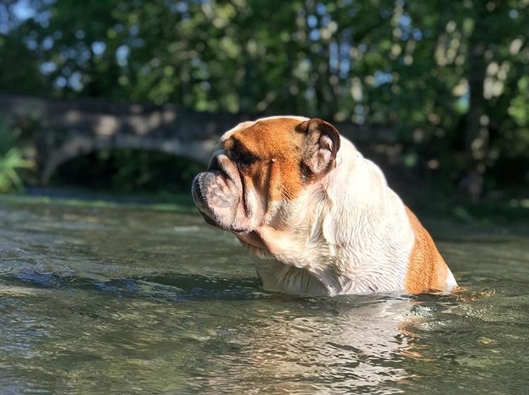 English bulldog swimming