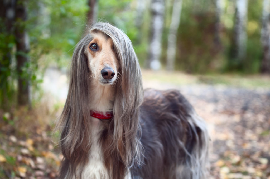 Afghan hound with hair style