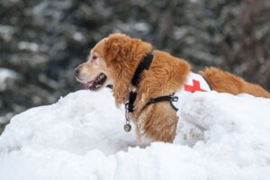 Working Dogs at a Glance: On Four Paws in Action