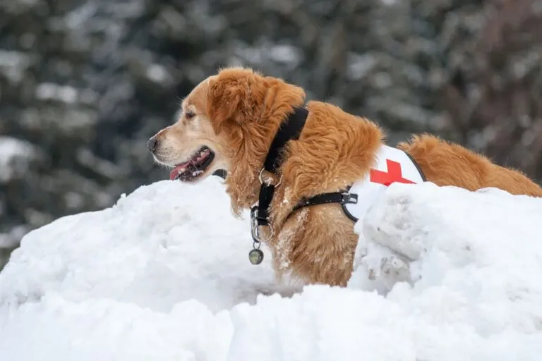 Overview of Working Dogs