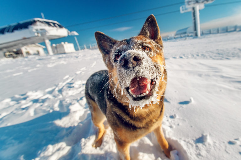 dog care in winter