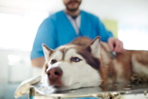 Dog Vomiting: Causes & Treatment