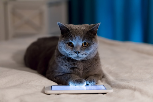 British Shorthair cat using tablet lying on bed.