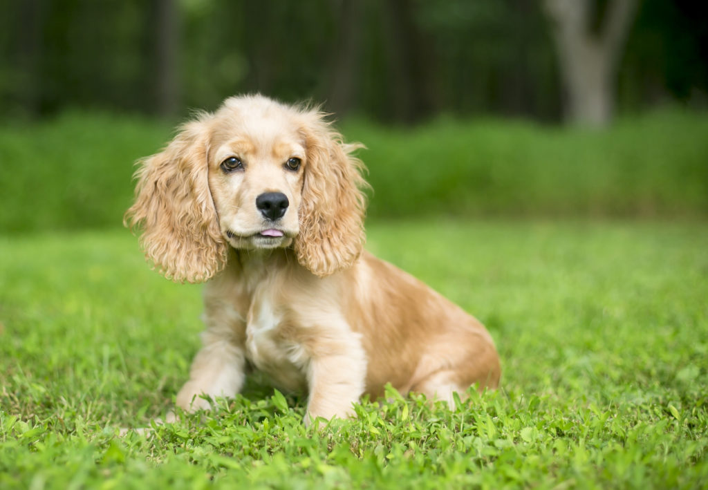 English Cocker Spaniel Puppy