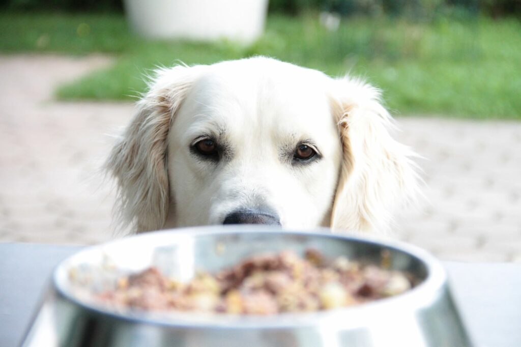 Golden retriever dog looking at food