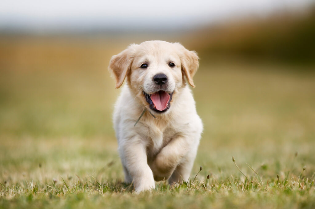 Golden retriever puppy