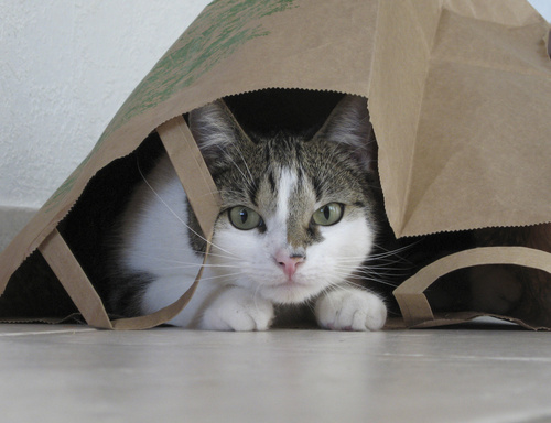 cat hiding in bag