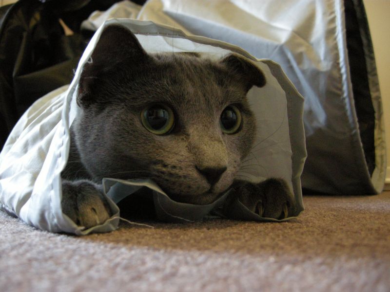 cat in bag