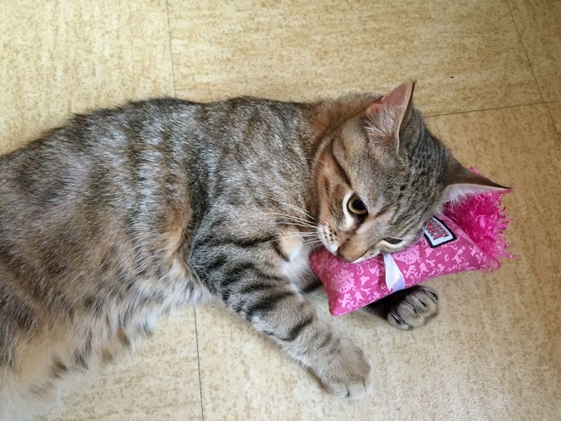 catnip toy