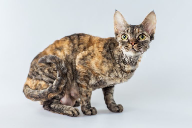 cornish rex cat breed