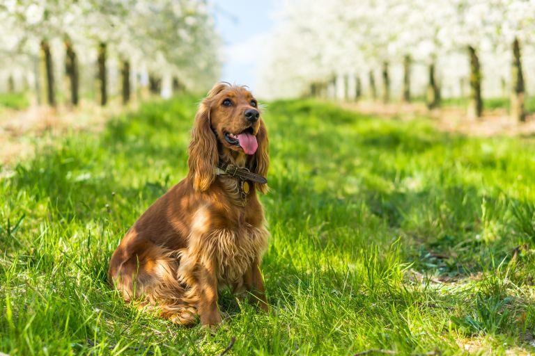 English Cocker Spaniel Dog Breed