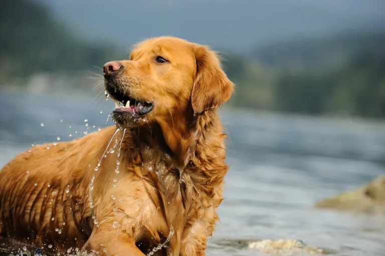 Golden Retriever enjoys water